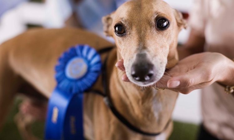 V Celju se bo do nedelje na razstavi zvrstilo okoli 17.000 psov z vsega sveta