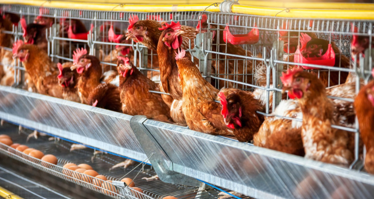 Pobuda Boljši zakoni za živali od strank zahteva jasne zaveze